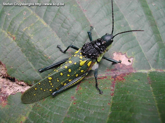 Chiang Mai - Sprinkhaan 3-daagse trekking in de jungle in het noorden van Thailand. De eerste dag maken we al kennis met enkele grote insekten, waaronder deze sprinkhaan. Stefan Cruysberghs